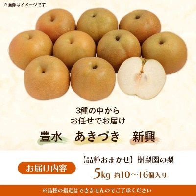 <品種おまかせ>季節の梨 約5kg(10～16玉入り) 豊水 秋月 新興【価格改定】