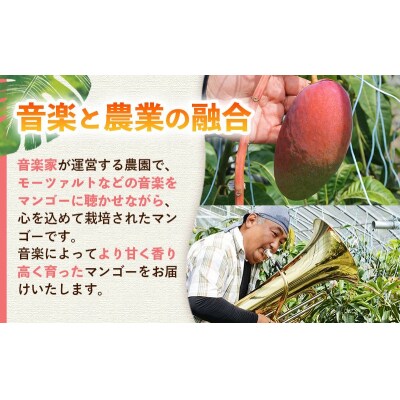 【モーツァルトを聞かせて育てた】アップルマンゴー 約1kg