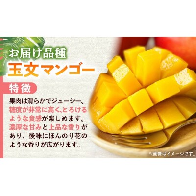 【モーツァルトを聞かせて育てた】玉文マンゴー 約1kg