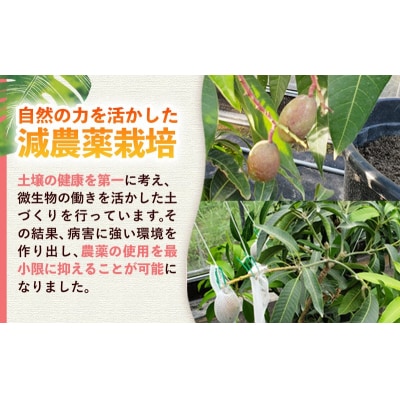 【モーツァルトを聞かせて育てた】マンゴージャム 1個(170g)