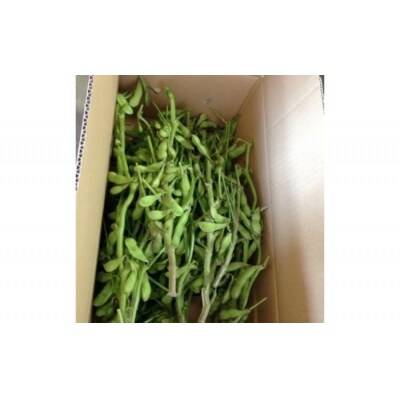 筑前クロダマル(黒大豆)の枝付枝豆 約4kg