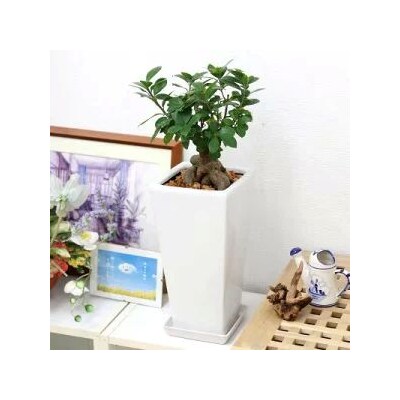 幸せを見守る樹 ガジュマル 7号 スクエア陶器鉢 ストレート