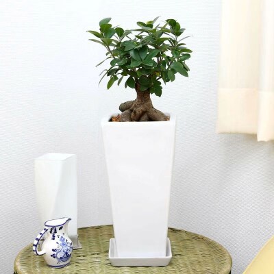 幸せを見守る樹 ガジュマル 7号 スクエア陶器鉢 ストレート