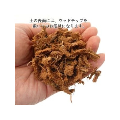 幸せを見守る樹 ガジュマル 7号 スクエア陶器鉢 ストレート