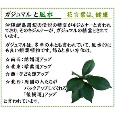 幸せを見守る樹 ガジュマル 7号 スクエア陶器鉢 ストレート【202609】