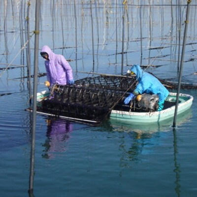 有明海産 一番摘み 自慢の味付け海苔4本セット(10切80枚×4本　計320枚)【価格改定】