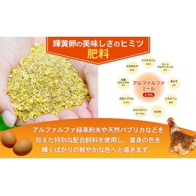 【定期便12回】ヒラノのタマゴ 輝黄卵(きおうらん)72個(6個入り×12パック)