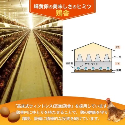 【定期便3回】ヒラノのタマゴ 輝黄卵(きおうらん)120個(10個入り×12パック)