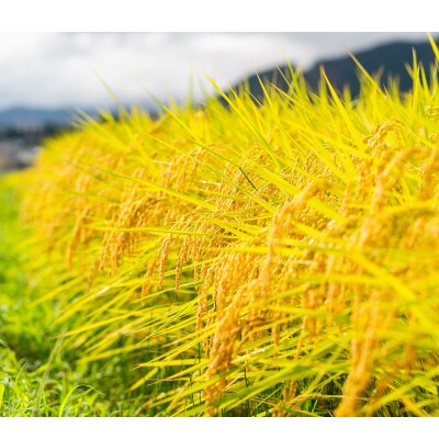 【粘りと甘みを味わう】令和7年産 長野県山形村産 コシヒカリ 精米10kg