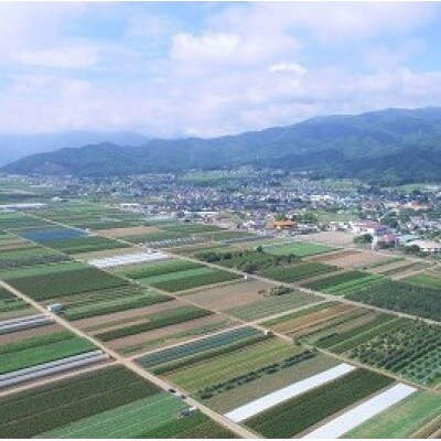 山形村産 金色羅皇 1玉(9kg以上)