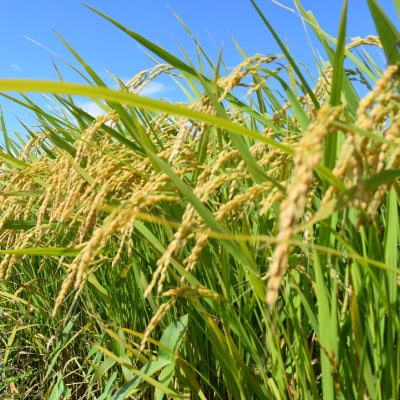 【新米】令和7年小野町産ひとめぼれ5kg　精米(マルヨシファーム)