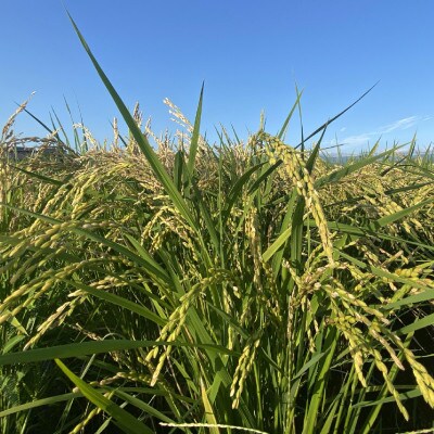 【先行予約】令和8年産　小野町産ひとめぼれ5kg　精米