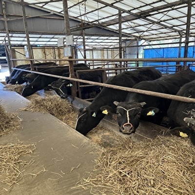 【年末感謝企画】【小町の里・幸牛】黒毛和牛ももブロック肉　490g(限定20個)