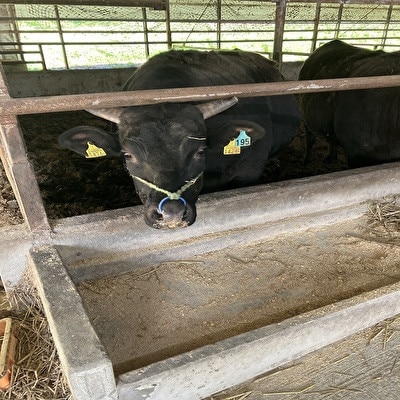 【毎月定期便】【小町の里・幸牛】黒毛和牛ブロック肉 550g全3回