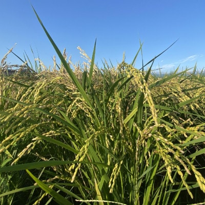 令和7年産福島県小野町産ひとめぼれ　5kg　精米