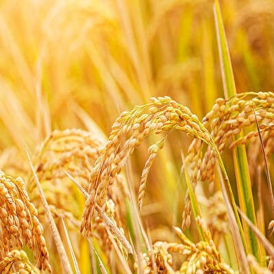 【毎月定期便】小野町産ひとめぼれ 精米 5kg全3回