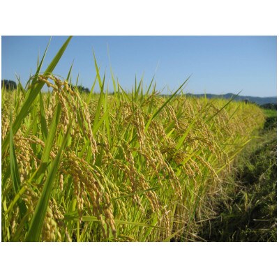 【毎月定期便】福島県小野町産ひとめぼれ 精米 10kg(5kg×2袋)全3回