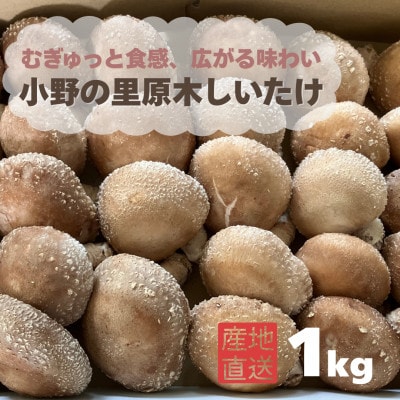 むぎゅと触感 広がる味わい 小野の里「原木しいたけ」1kg