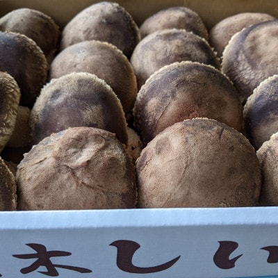 むぎゅと触感 広がる味わい 小野の里「原木しいたけ」1kg