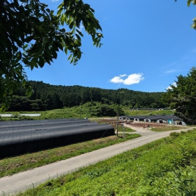 むぎゅと触感 広がる味わい 小野の里「原木しいたけ」1kg