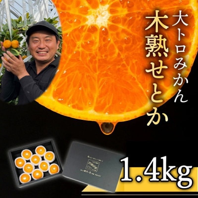 大トロみかん『木熟せとか』黒の化粧箱　厳選プレミアム 1.4kg