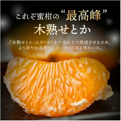 大トロみかん『木熟せとか』黒の化粧箱　厳選プレミアム 1.4kg