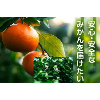 大トロみかん『木熟せとか』黒の化粧箱　厳選プレミアム 1.4kg