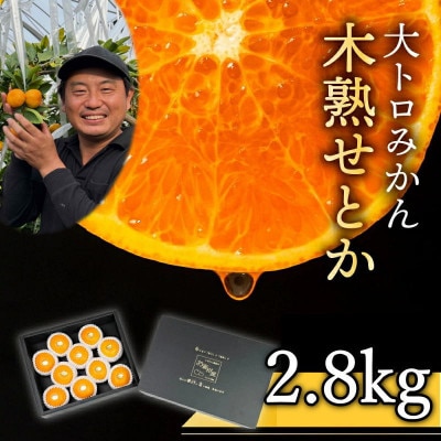大トロみかん『木熟せとか』黒の化粧箱　厳選プレミアム 2.8kg