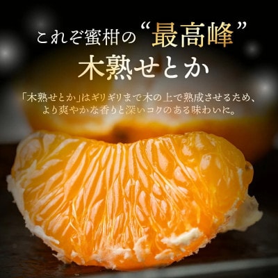 大トロみかん『木熟せとか』黒の化粧箱　厳選プレミアム 2.8kg
