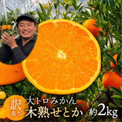 【訳あり】大トロみかん『木熟せとか』家庭用 バラ詰め 約2kg