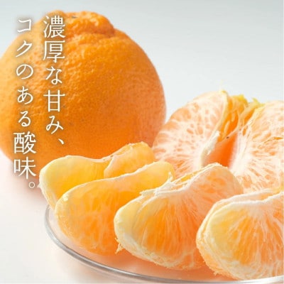 完熟しらぬい『甘熟デコ』　レギュラー箱　厳選プレミアム　4kg