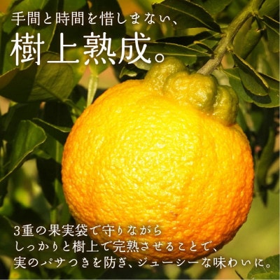 完熟しらぬい『甘熟デコ』　レギュラー箱　厳選プレミアム　4kg