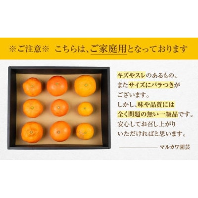 こだわりの早生みかん 蜜ツ丸 訳あり 2kg マルカワ園芸 マルチみかん 完熟みかん