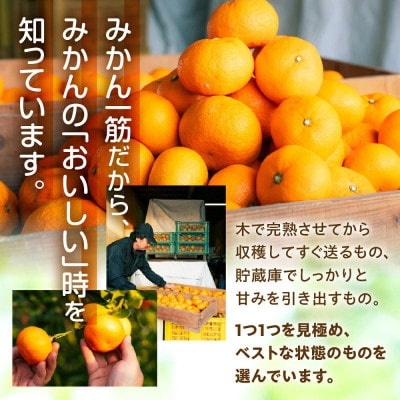 極甘!甘～い 完熟 温州みかん「みかん丸」(品種おまかせ)5kg