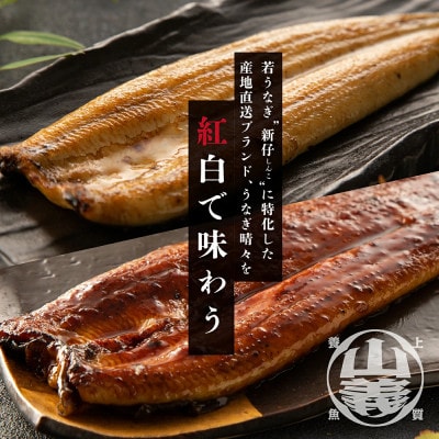『うなぎ晴々』希少な若うなぎ 紅白セット(蒲焼・白焼) 豊橋産　鰻　養殖場直送 食べ比べ