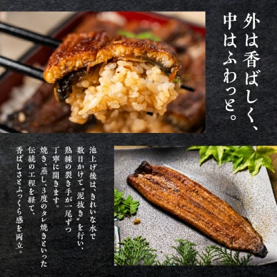 『うなぎ晴々』希少な若うなぎ 紅白セット(蒲焼・白焼) 豊橋産　鰻　養殖場直送 食べ比べ