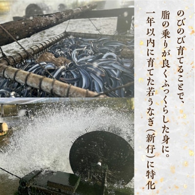 『うなぎ晴々』希少な若うなぎ 紅白セット(蒲焼・白焼) 豊橋産　鰻　養殖場直送 食べ比べ