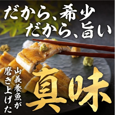 『うなぎ晴々』希少な若うなぎ 紅白セット(蒲焼・白焼) 豊橋産　鰻　養殖場直送 食べ比べ