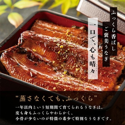 『うなぎ晴々』希少な若うなぎ 蒲焼1尾 国産 養殖場直送 ふっくら やわらか