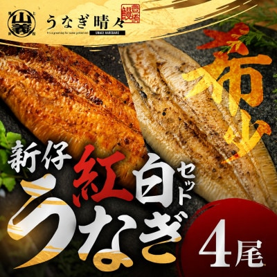 『うなぎ晴々』希少な若うなぎ 紅白セット4尾(蒲焼3尾・白焼1尾) 豊橋産　鰻　養殖場直送 食べ比べ