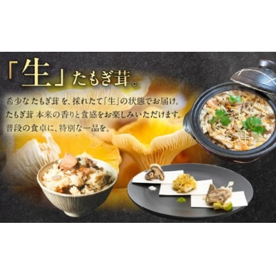 国産 生たもぎ茸 100g×10パック