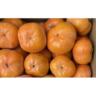 豊橋石巻産次郎柿(ご自宅用不揃い)5kg(15～25玉)