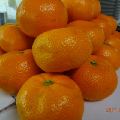 豊橋雲谷の　山石みかんご自宅用　4kg