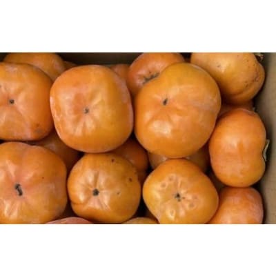 豊橋石巻産次郎柿(ご自宅用不揃い)2kg(8～12玉)