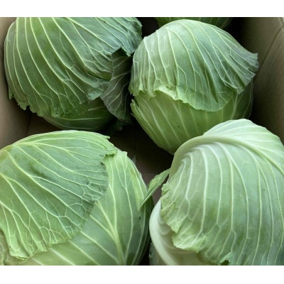 豊橋産　キャベツ5kg(3～4玉)