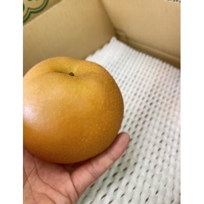 豊橋の梨 完熟『新高梨』 5kg