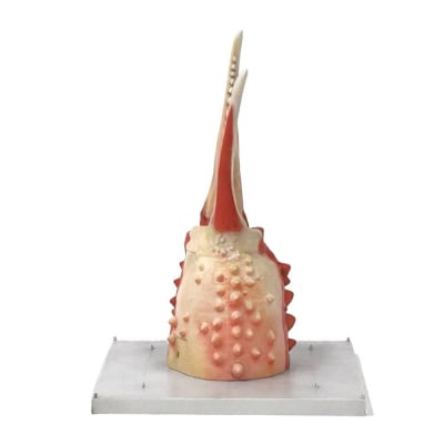 紋別 カニの爪オブジェ - オリジナル版, 小 -