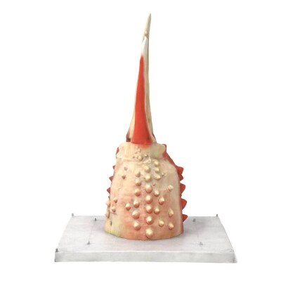 紋別 カニの爪オブジェ - オリジナル版, 大 -