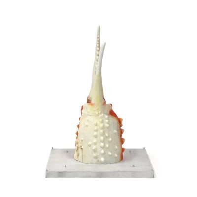 紋別 カニの爪オブジェ - 修復版, 小 -