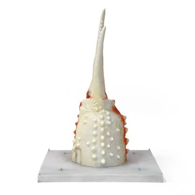 紋別 カニの爪オブジェ - 修復版, 大 -